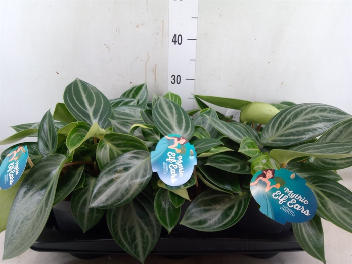 <h4>Peperomia</h4>