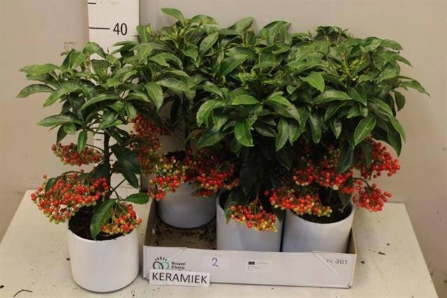 <h4>ARDIS CRENATA</h4>