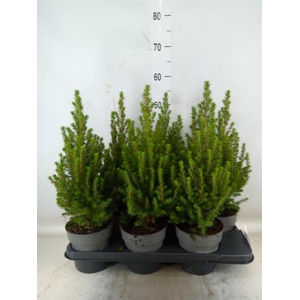 Picea glauca 'Perfecta'