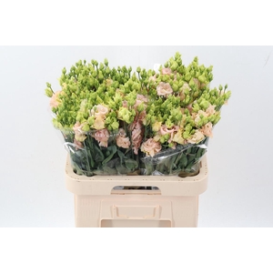 Eus G Alissa L Apric