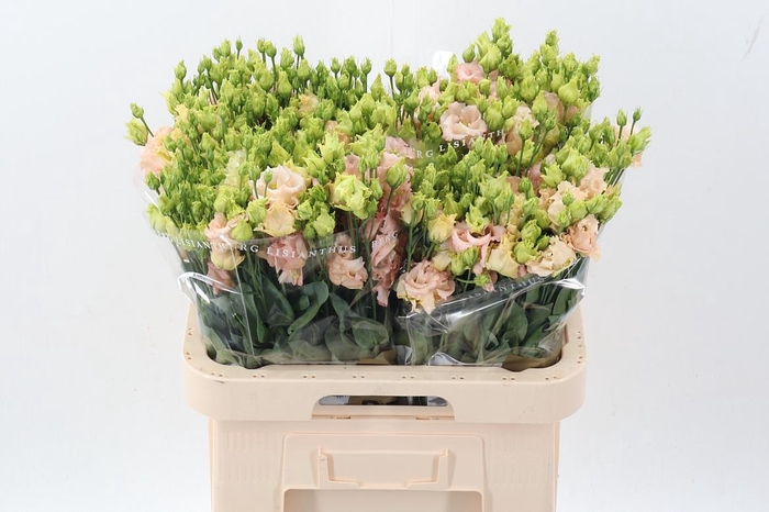 <h4>Eus G Alissa L Apric</h4>