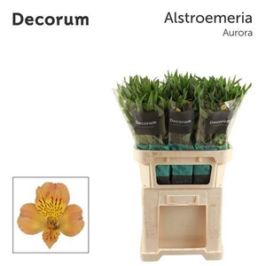 Alstr Aurora