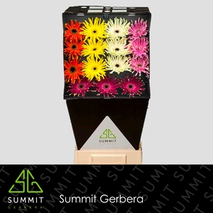 Gerbera Pastini Mix Diamond