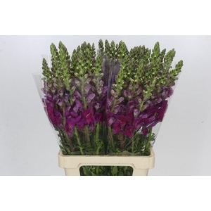 Antirrhinum Potomac Purple
