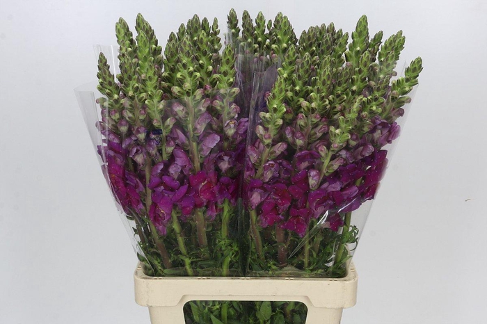 <h4>Antirrhinum Potomac Purple</h4>