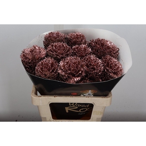 Brassica Wx (crane) Koper