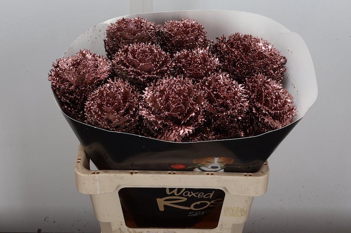 <h4>Brassica Wx (crane) Koper</h4>