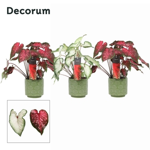 Caladium Mix in ompot Juna (Decorum)