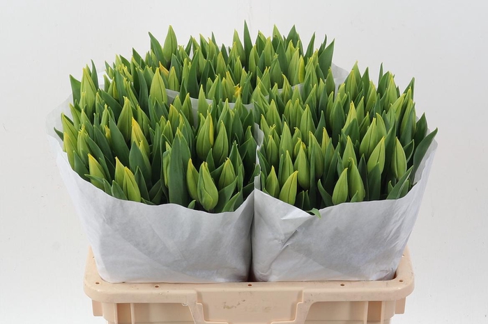 <h4>Tu En Strong Gold</h4>