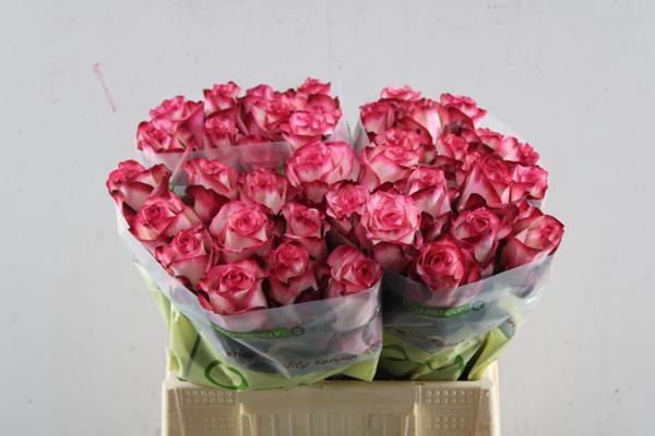 <h4>R Gr Paloma L 40</h4>