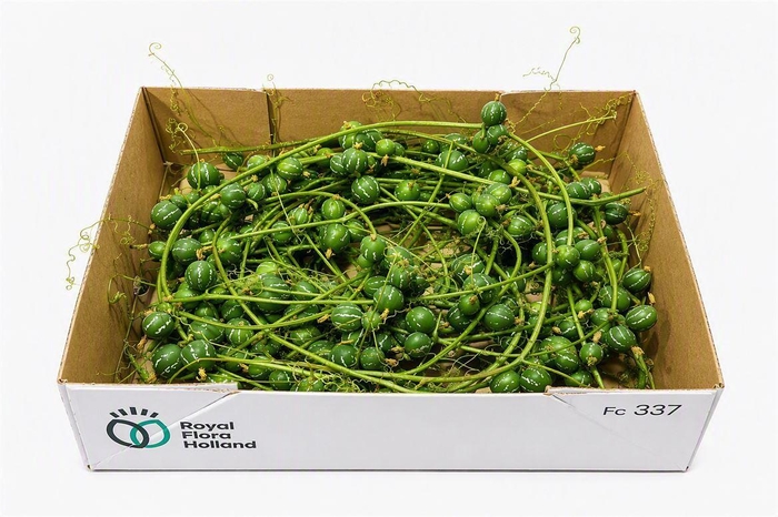 <h4>Sier Cuc Diplocyclos P Box</h4>
