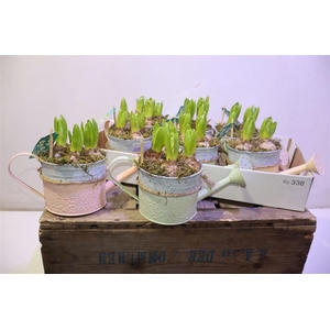 arr8 Arr Hyacinth In Zinken Gieter