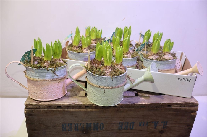 <h4>arr8 Arr Hyacinth In Zinken Gieter</h4>