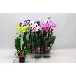 PHAL EL CASCADE
