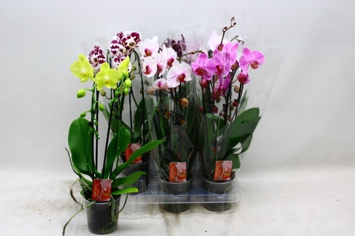 <h4>PHAL EL CASCADE</h4>