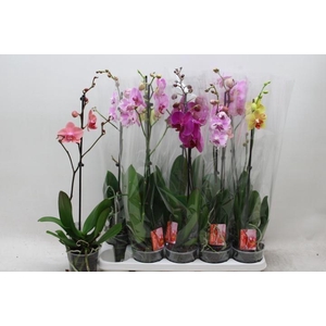 PHAL GEM
