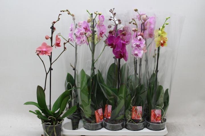 <h4>PHAL GEM</h4>