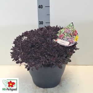 SEDUM OV
