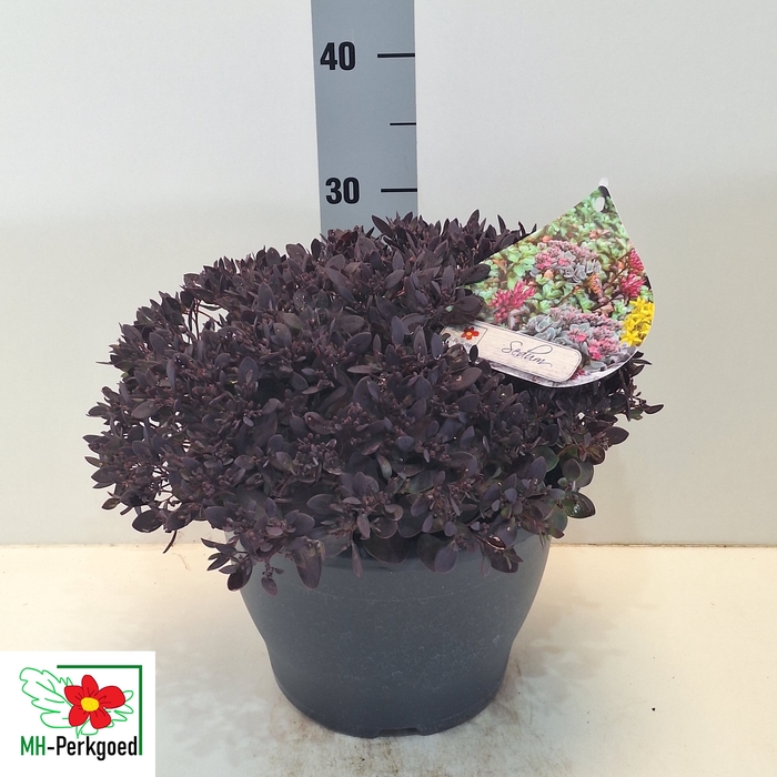 <h4>SEDUM OV</h4>