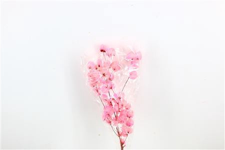 Dried Bougainvillea 55cm Baby Pink Bunch