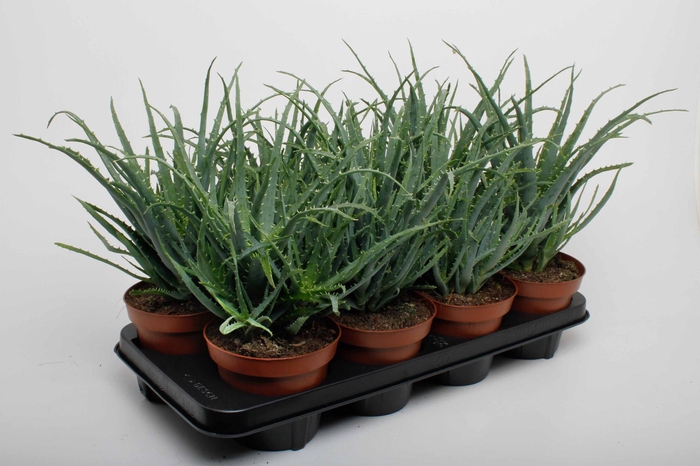 <h4>Aloe Arborencens</h4>