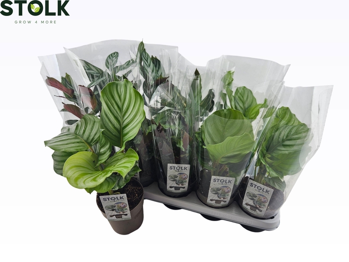 <h4>CALAT GEM 4 SRT</h4>