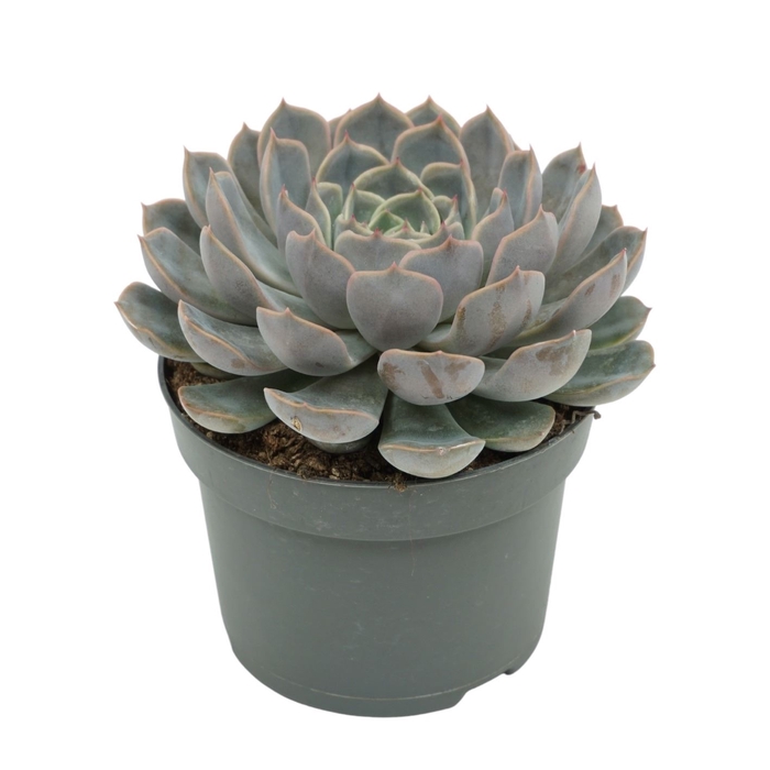 <h4>Echeveria Orion</h4>