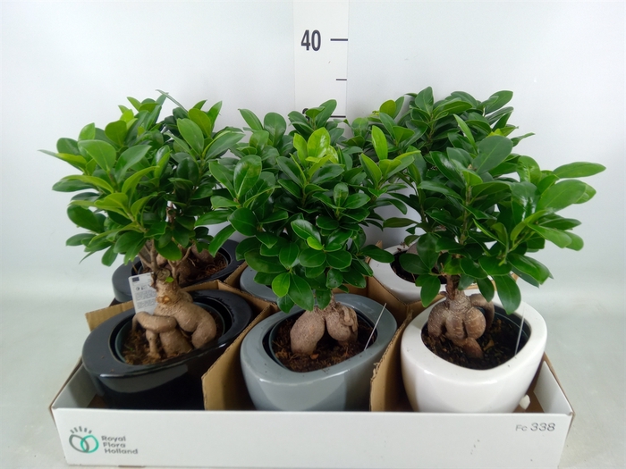 <h4>Ficus microcarpa 'Ginseng'</h4>