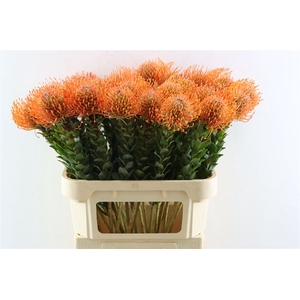 Leuco Ayoba Mandarin Zest