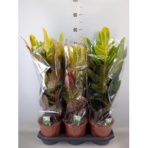 Codiaeum var. GR 'Excellent'