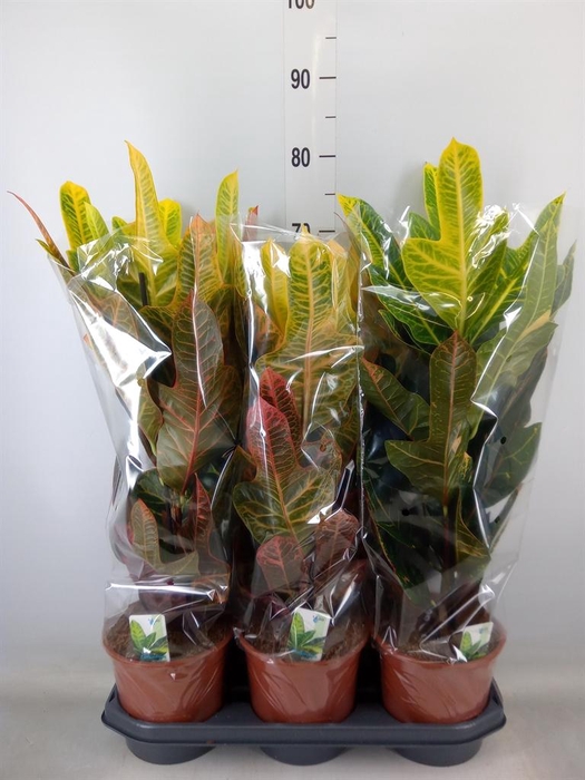 <h4>Codiaeum var. GR 'Excellent'</h4>