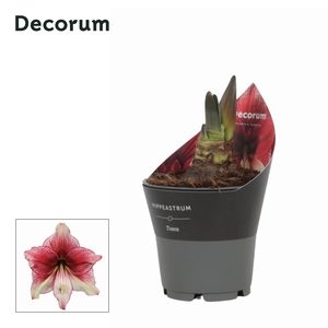 Amaryllis Tosca in Potkraag (Decorum)
