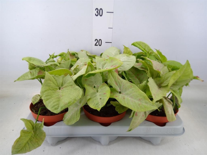 <h4>Syngonium   ...</h4>