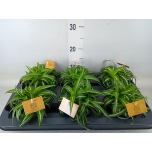 Chlorophytum com. 'Bonnie'