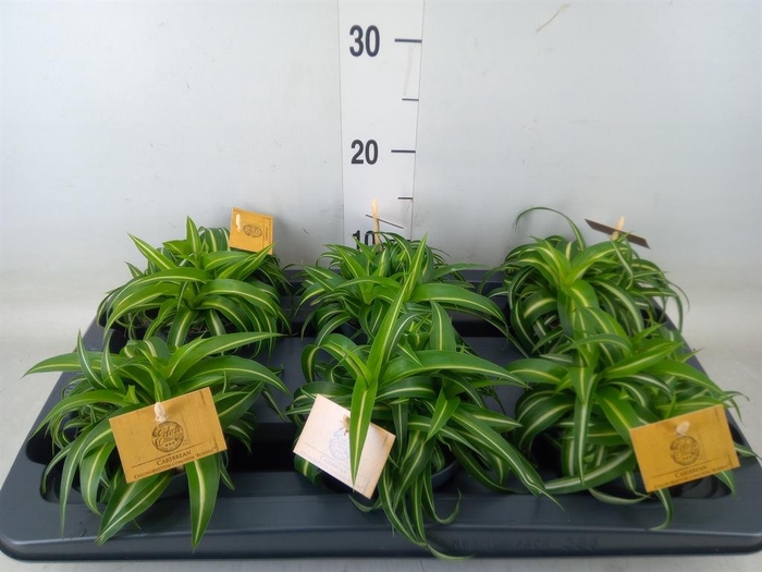 <h4>Chlorophytum com. 'Bonnie'</h4>