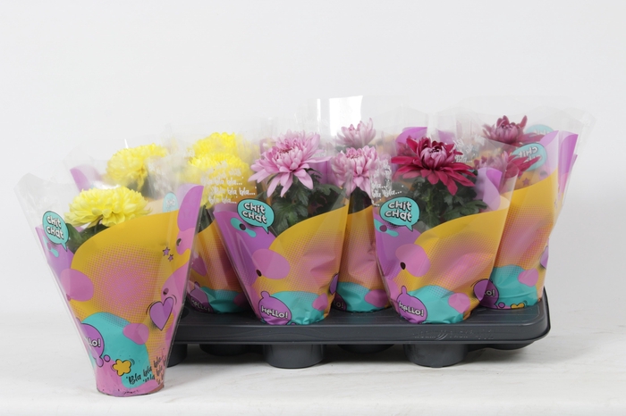 <h4>CHRYS ZEMBLA</h4>