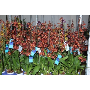 ORQUIDEA HAWAIIAN VARIADO P09 MIN 1