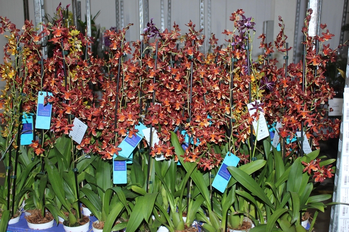 <h4>ORQUIDEA HAWAIIAN VARIADO P09 MIN 1</h4>