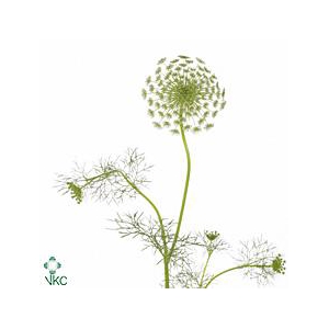 Ammi Visnaga 'casablanca'
