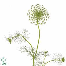 <h4>Ammi Visnaga 'casablanca'</h4>