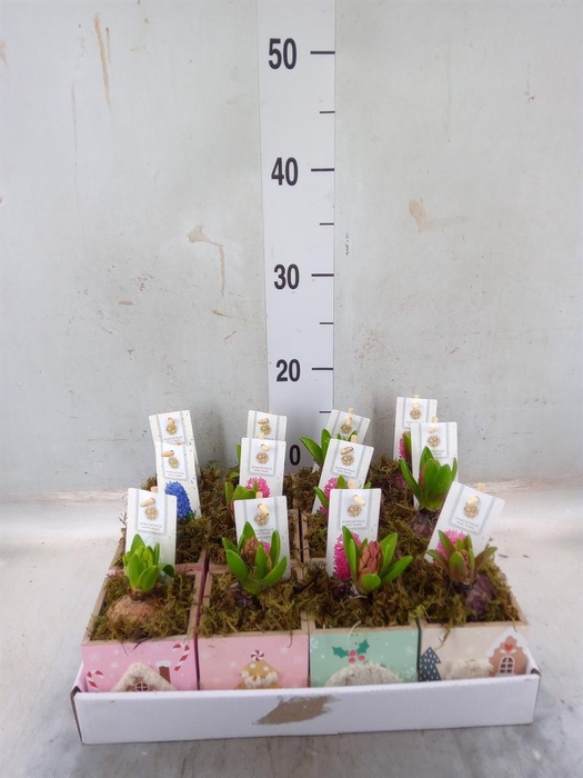 <h4>Arr. Hyacinthus H%</h4>