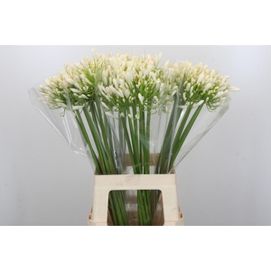 Agapanthus White Heaven