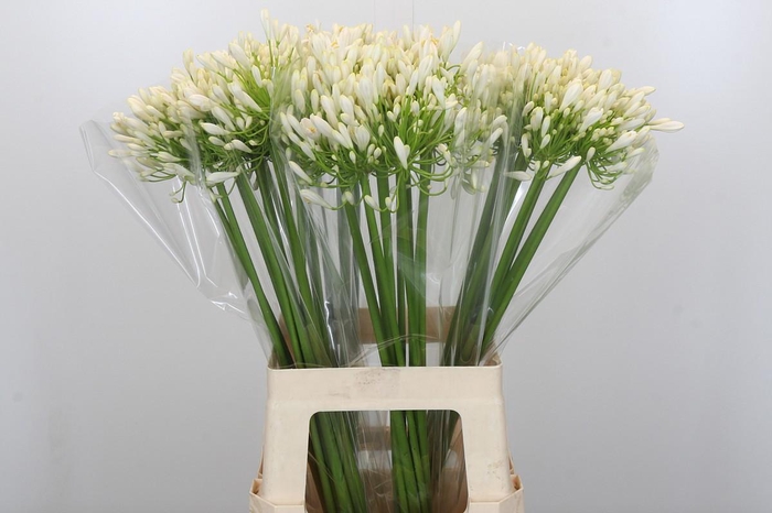 <h4>Agapanthus White Heaven</h4>