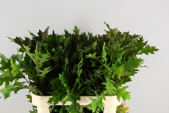 QUERC PALUSTRIS 80CM