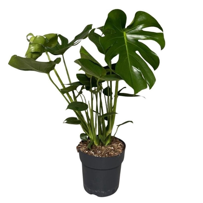 <h4>Monstera deliciosa</h4>