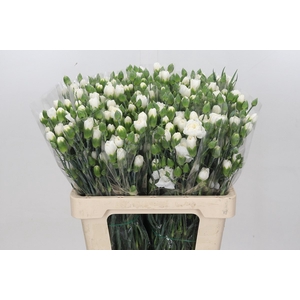 DIANTHUS TR ALBATROS