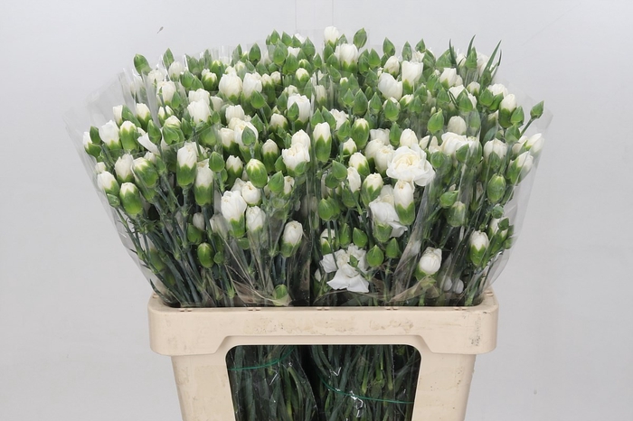 <h4>DIANTHUS TR ALBATROS</h4>