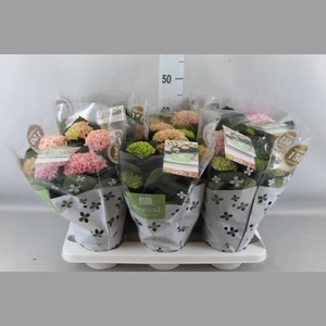 Hydrangea mac. 'Magical Revolution'