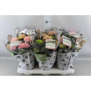 Hydrangea mac. 'Magical Revolution'