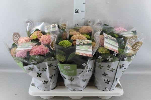 <h4>Hydrangea mac. 'Magical Revolution'</h4>